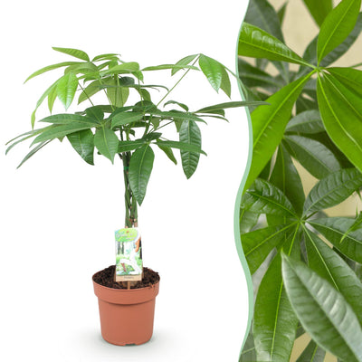 Geflochtener Stamm Pachira Aquatica (Geldbaum), pflegeleicht, Topf 17cm