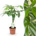 Geflochtener Stamm Pachira Aquatica (Geldbaum), pflegeleicht, Topf 17cm Bild 1