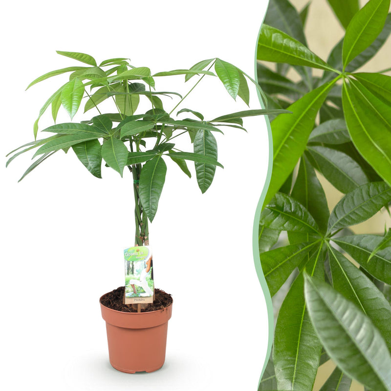 Geflochtener Stamm Pachira Aquatica (Geldbaum), pflegeleicht, Topf 17cm