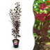Japanischer Ahorn 'Skeeters Broom' - Rot, 90cm, Topf 26cm Bild 1
