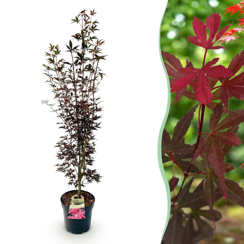 Japanischer Ahorn 'Skeeters Broom' - Rot, 90cm, Topf 26cm