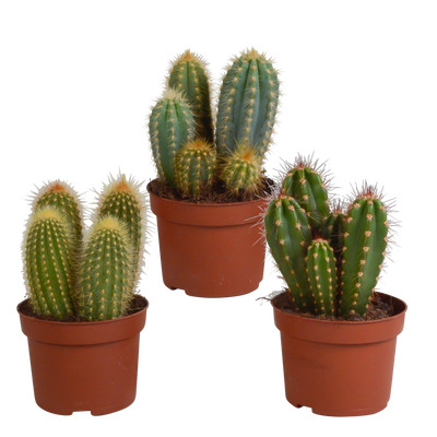 3x Cereus-Mischung (Säulenkakteen) - 10,5 cm Topfgröße, ohne Topf