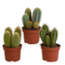 3x Cereus-Mischung (Säulenkakteen) - 10,5 cm Topfgröße, ohne Topf Bild 1