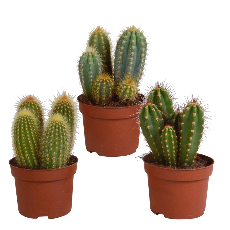 3x Cereus-Mischung (Säulenkakteen) - 10,5 cm Topfgröße, ohne Topf