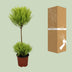 Cupressus Goldcrest Wilma Zypresse, Ø14cm, ↕60cm Bild 4