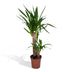 Yucca Elephantipes: Robust Houseplant in Ø17cm Pot, 85cm High Bild 1