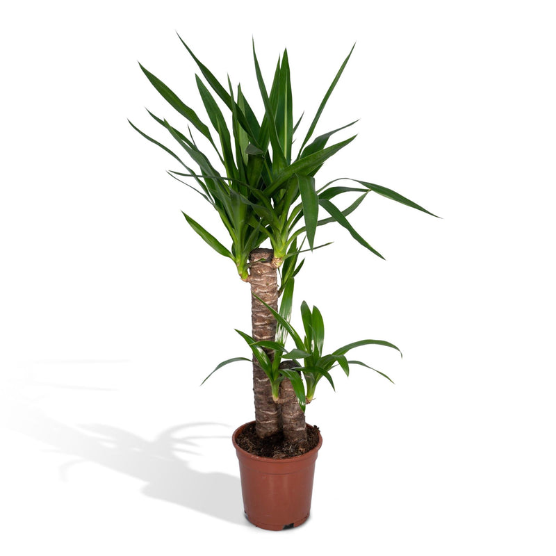 Yucca Elephantipes: Robust Houseplant in Ø17cm Pot, 85cm High