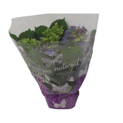 Hydrangea Blauw XL - 14cm Topf - 35cm hoch