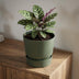 Elho Greenville Rundblatt Topf Grün D25 cm - Modern & Nachhaltig Bild 5