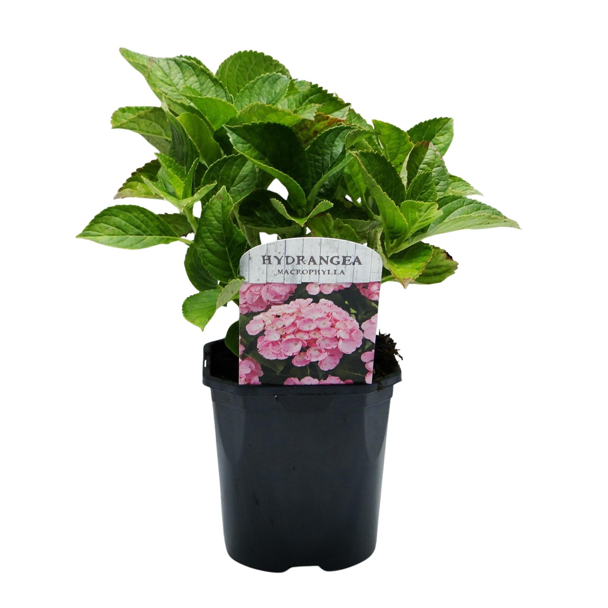GreenboutiQ - Hortensie - Hydrangea macrophylla Rosa - Blume Rosa - 3 Pflanzen - 1 m2 - Laubabwerfend - Wenig Pflege - Topf 17cm Höhe 30cm