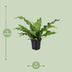 Kängurufarn (Microsorum Diversifolium) - Ø17cm - ↕45cm Bild 2