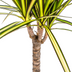 Dracaena Marginata Sunray Ø17cm - 60-80cm - Elegant Blattwerk mit Sonnenschein Bild 4