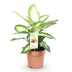 Dieffenbachia Camilla: Pflegeleichte Zimmerpflanze im 17cm Topf (45-50cm) Bild 2