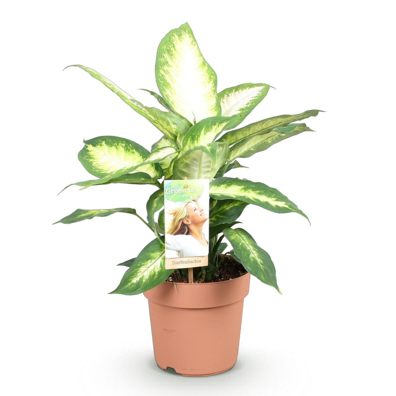 Dracaena surculosa
