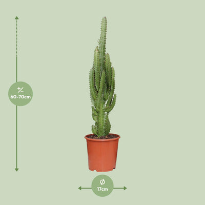 Euphorbia Trigona - Afrikanischer Milchbaum Ø17cm, 70cm hoch