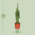 Euphorbia Trigona - Afrikanischer Milchbaum Ø17cm, 70cm hoch Bild 2
