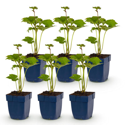 Green boutiQ - Perennial - Anemone hybr. 'Kön. Charlotte' - Autumn Anemone - Shade - Pink - 6 Plants - Pot 11cm - Height 15-25cm