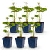 Green boutiQ - Perennial - Anemone hybr. Kön. Charlotte - Autumn Anemone - Shade - Pink - 6 Plants - Pot 11cm - Height 15-25cm Bild 5