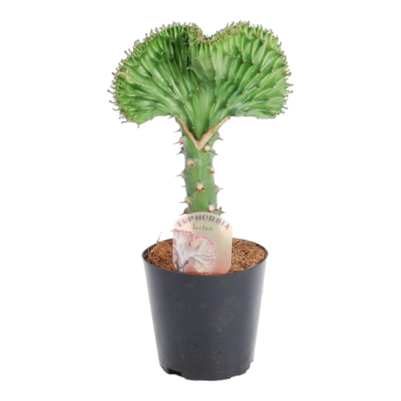 Euphorbia lactea Cristata 'Korallen-Kaktus' - 30cm, Ø10,5