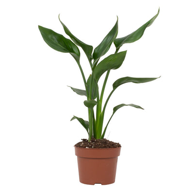 Strelitzia Reginae Paradiesvogelblume Ø12cm, 35cm hoch