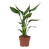Strelitzia Reginae Paradiesvogelblume Ø12cm, 35cm hoch Bild 1