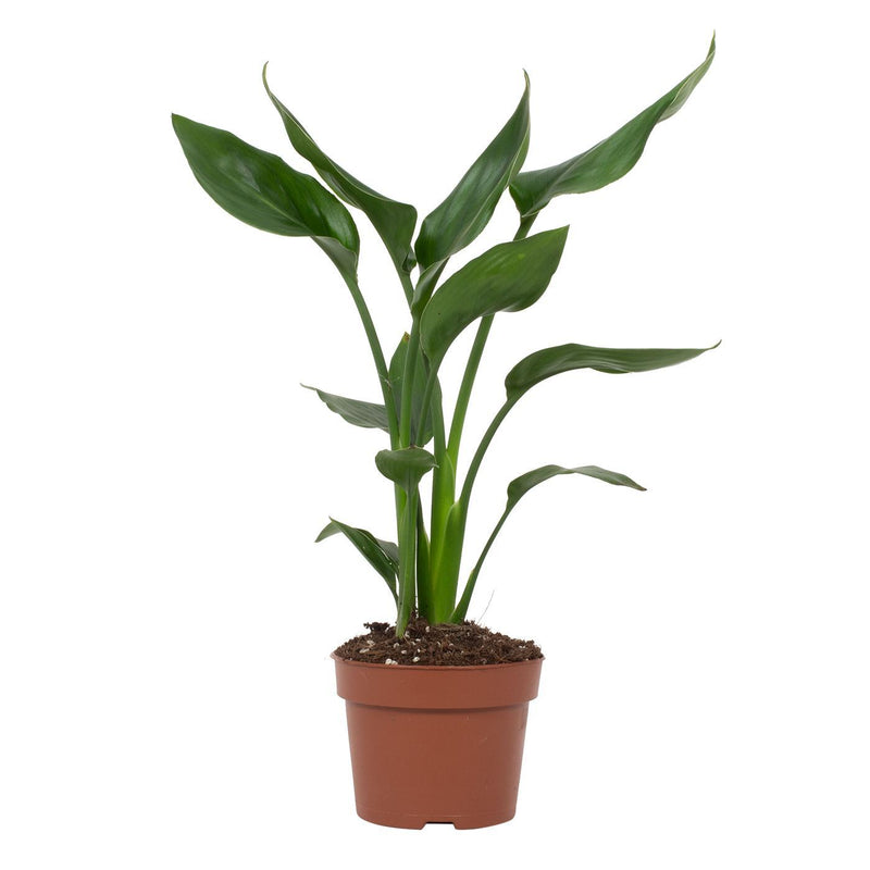 Strelitzia Reginae Paradiesvogelblume Ø12cm, 35cm hoch
