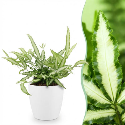 Green boutiQ Pteris cretica Albolineata - Haustierfreundlicher Farn