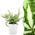 Green boutiQ Pteris cretica Albolineata - Haustierfreundlicher Farn Bild 1