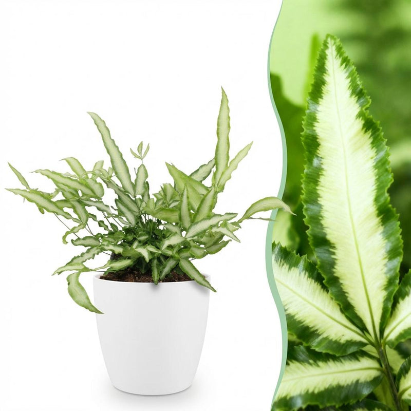 Green boutiQ Pteris cretica Albolineata - Haustierfreundlicher Farn
