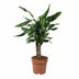 Dracaena Fragrans Steudneri Grün im 17cm Topf, 55cm Höhe Bild 1