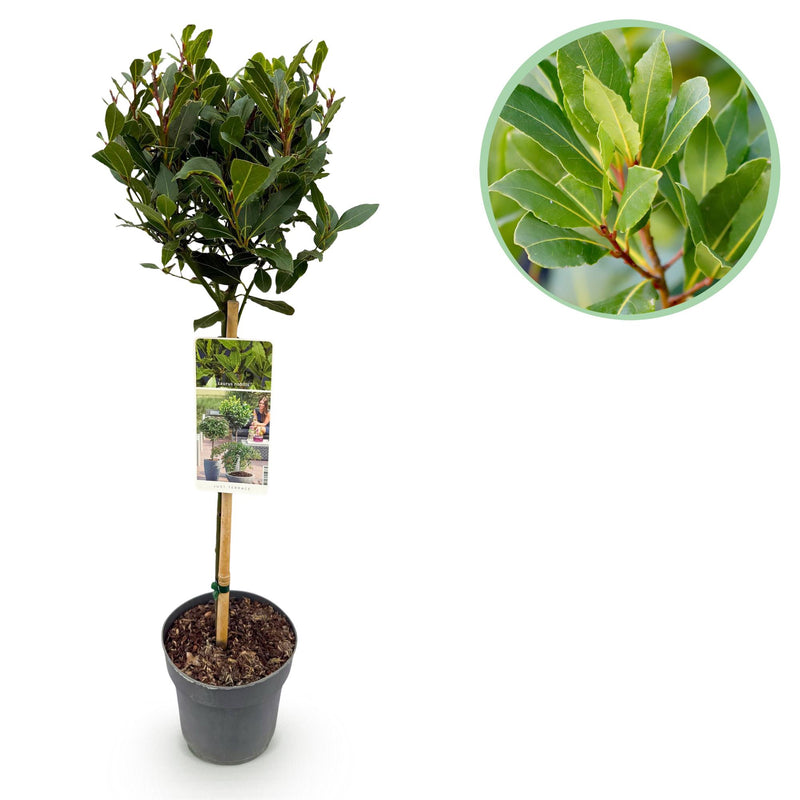 GreenboutiQ Lorbeerbaum (Laurus nobilis) Stamm 90cm, Topf 19cm