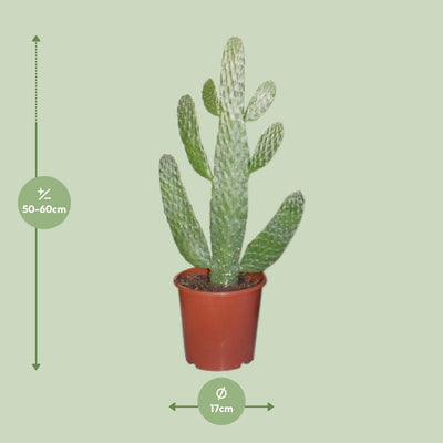 Opuntia Consolea Kaktus (Ø17cm, ↕55cm) - Pflegeleichte Zimmerpflanze
