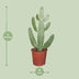 Opuntia Consolea Kaktus (Ø17cm, ↕55cm) - Pflegeleichte Zimmerpflanze Bild 2