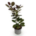 Cotinus coggygria Royal Purple - Lila Blattstrauch - 1 Pflanze Bild 2