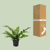 Kängurufarn (Microsorum Diversifolium) - Ø17cm - ↕45cm Bild 4