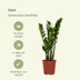2x Zamioculcas Zamiifolia Smaragdpalme 50cm Ø14 Bild 3