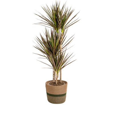 Dracaena Marginata Magenta mit Korb Ø21cm, 110-130cm