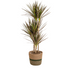Dracaena Marginata Magenta mit Korb Ø21cm, 110-130cm Bild 1