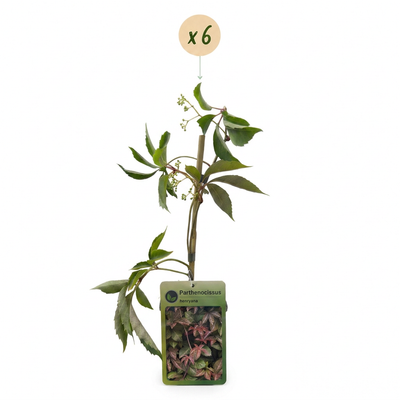 6x Parthenocissus henryana - Wilder Wein - Grün - Kletterpflanze - Ø9cm
