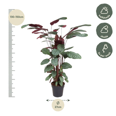Calathea Oppenheimiana Pflanze – 130 cm – ø27 cm Topf