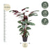 Calathea Oppenheimiana Pflanze – 130 cm – ø27 cm Topf Bild 2
