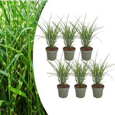 6x Miscanthus sinensis „Zebrinus“ – Auffälliges Zebragras mit dekorativ gestreiftem Blatt | Topfgröße 12 cm