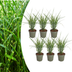 6x Miscanthus sinensis „Zebrinus“ – Auffälliges Zebragras mit dekorativ gestreiftem Blatt | Topfgröße 12 cm Bild 1