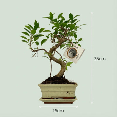Bonsai S-Form Baum - Ø 15 cm - Höhe: 30-35 cm (Keramik-Mix)