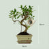 Bonsai S-Form Baum im Keramiktopf, 15 cm, 30-35 cm hoch Bild 2