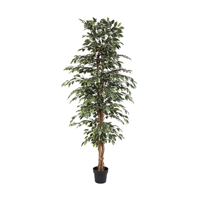 Künstlicher Ficus benjamina variegata, 205 cm – pflegeleicht & dekorativ