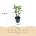 Rispenhortensie Living Pink & Rose - Winterhart, Rosa Bild 3