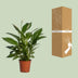 Spathiphyllum Vivaldi Friedenslilie – Ø17cm, ↕70cm Bild 4