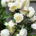 3x Kletterrose 'Vanilla' - Höhe 65cm - Topf Ø15cm Bild 3