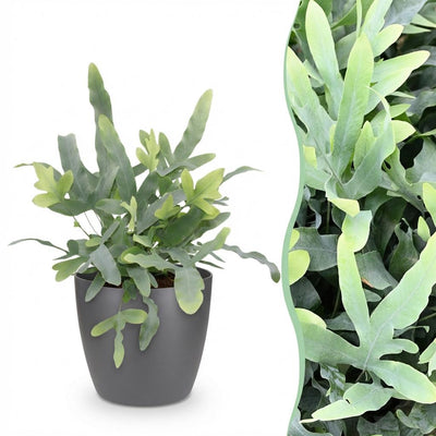 Phlebodium aureum Blue Star - Blaugrüner Farn für Ihr Zuhause